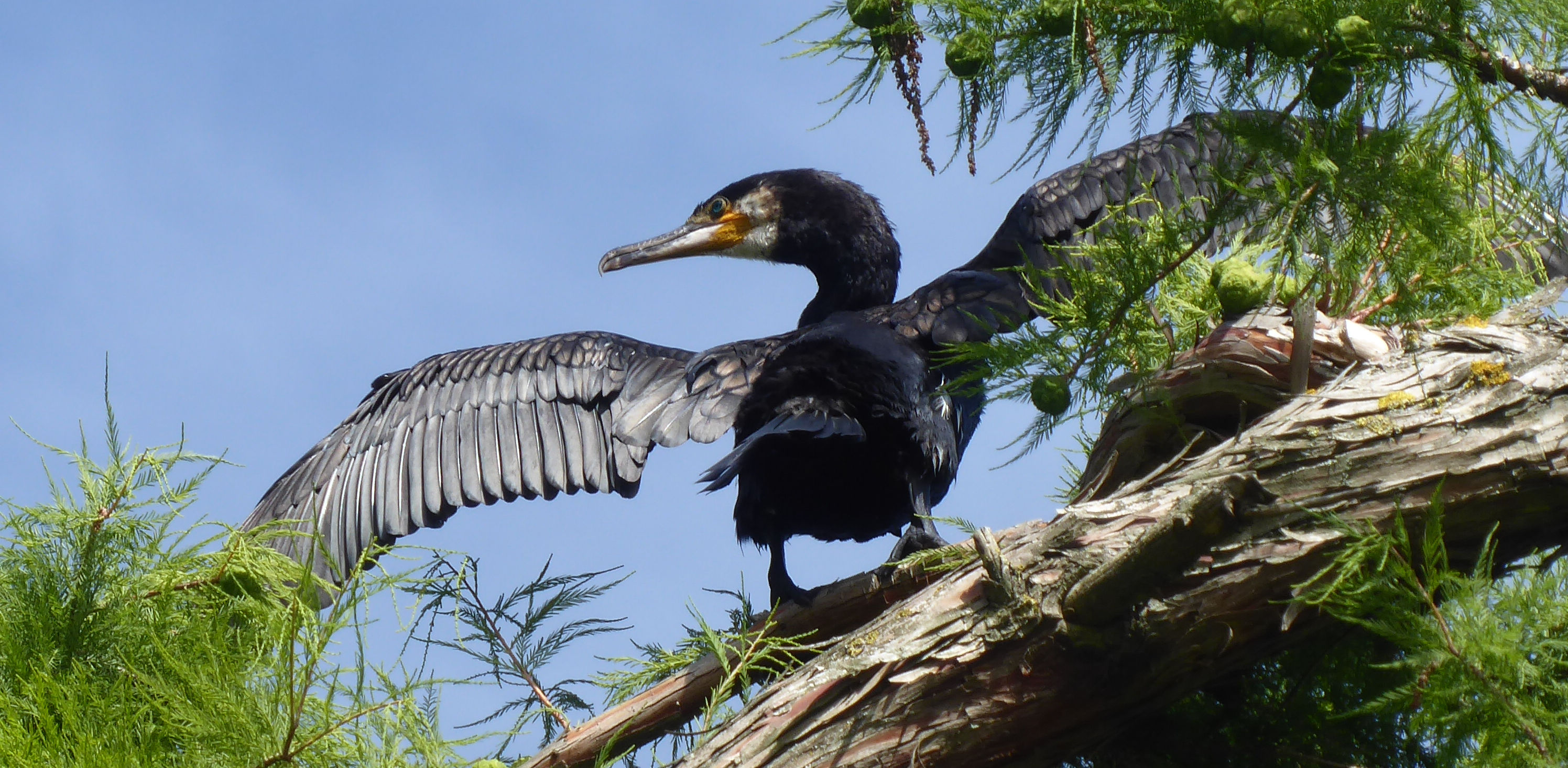 Cormorant fanning wings