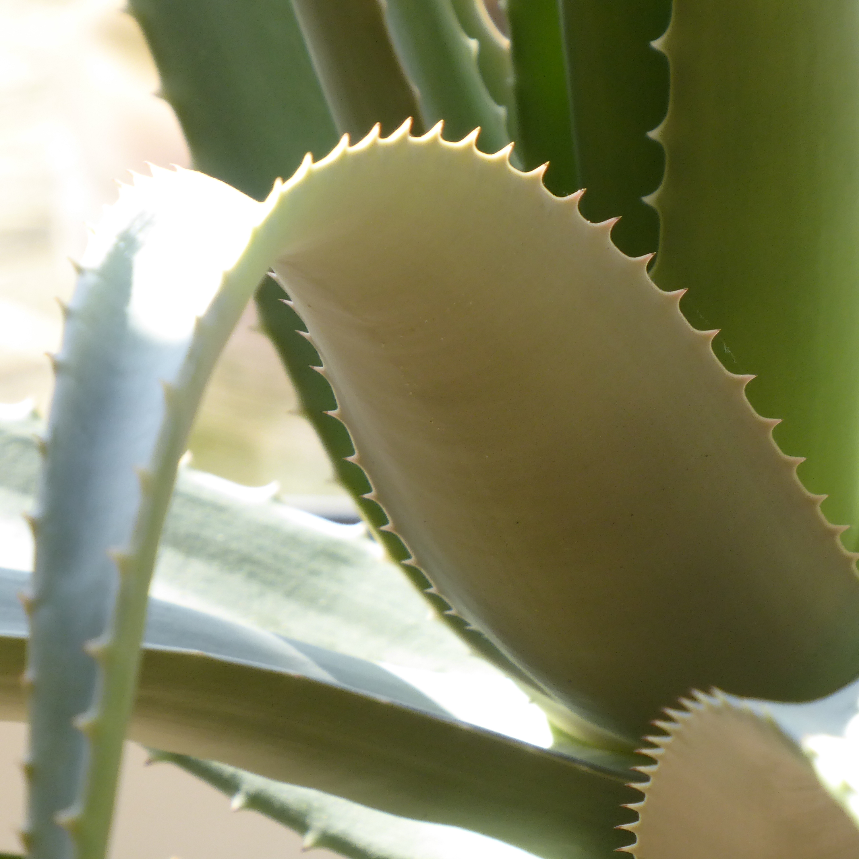 Cactus teeth