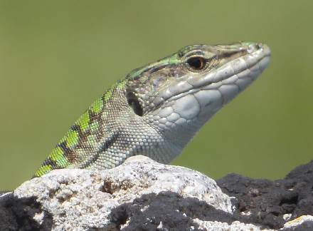 lizard emerging from behind a rock