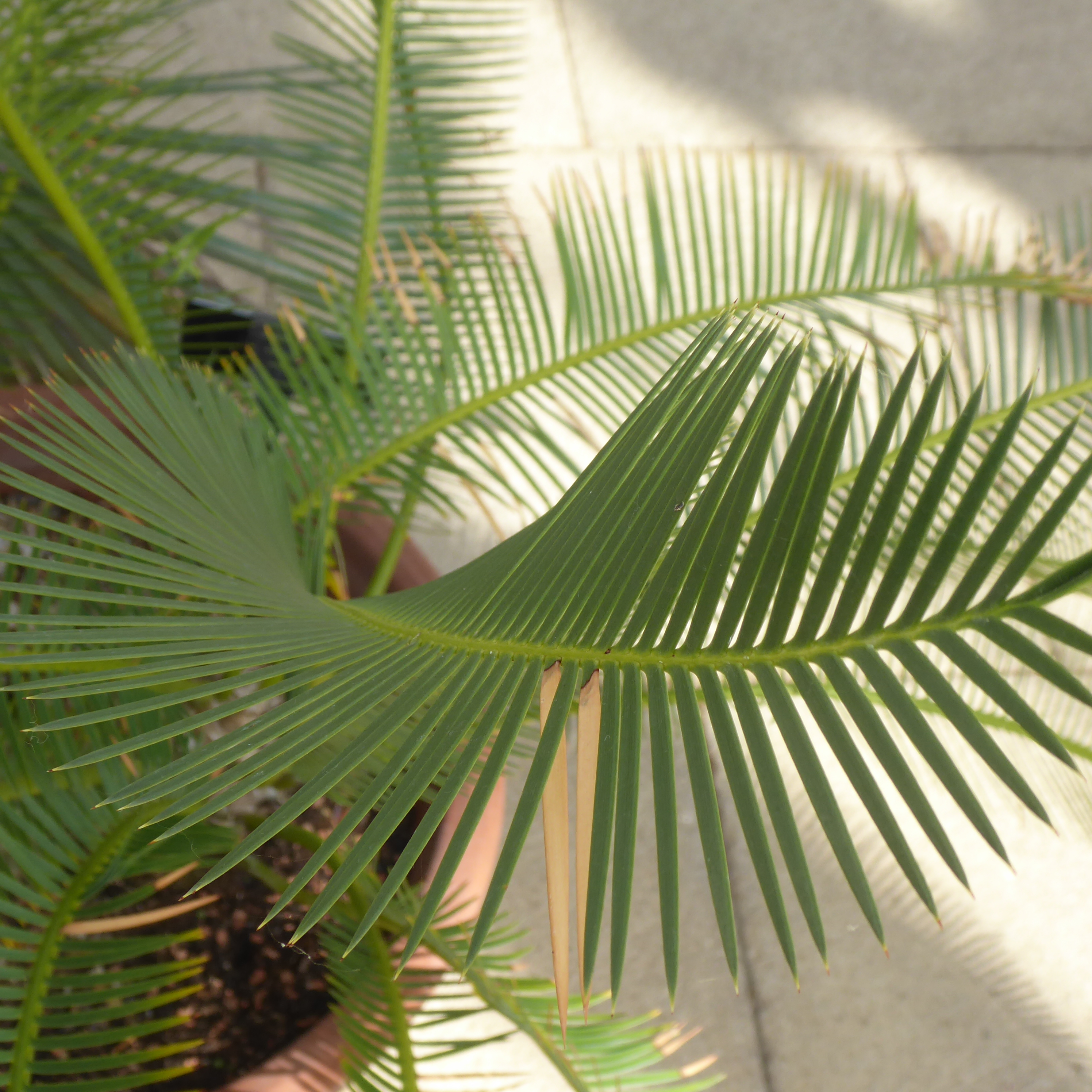 Cycad fronds.